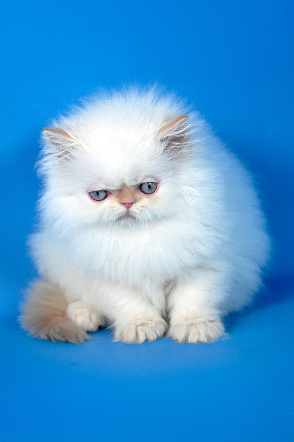 Ascher | Persian Kitten