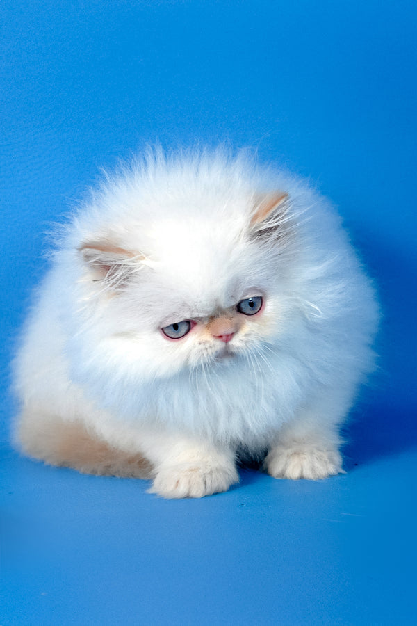 Ascher | Persian Kitten