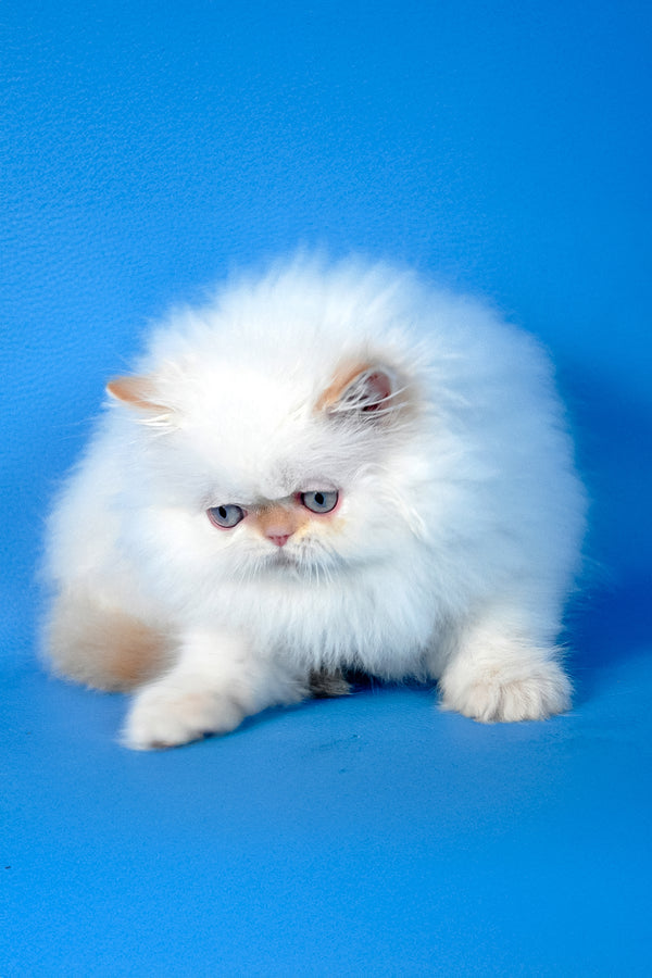 Ascher | Persian Kitten