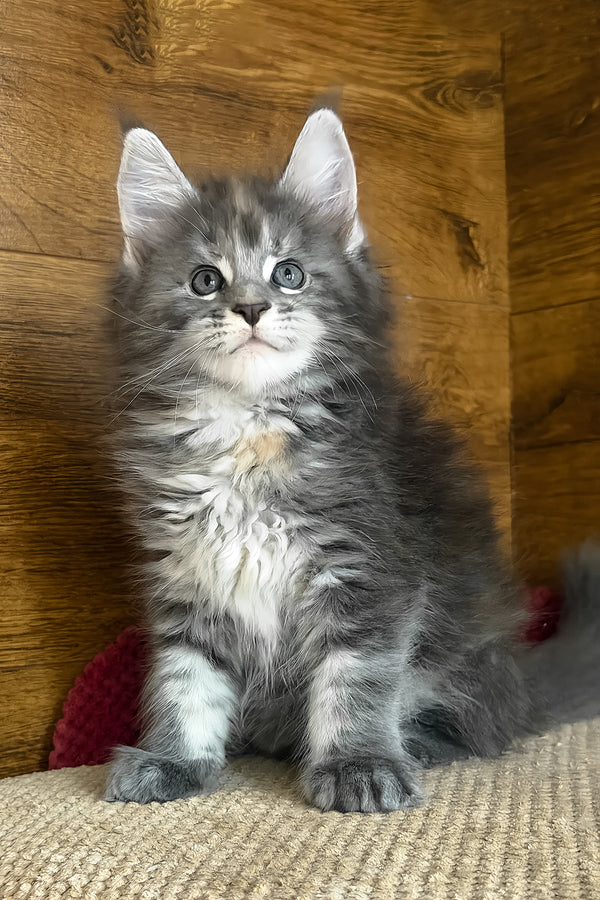 Assol | Maine Coon Kitten