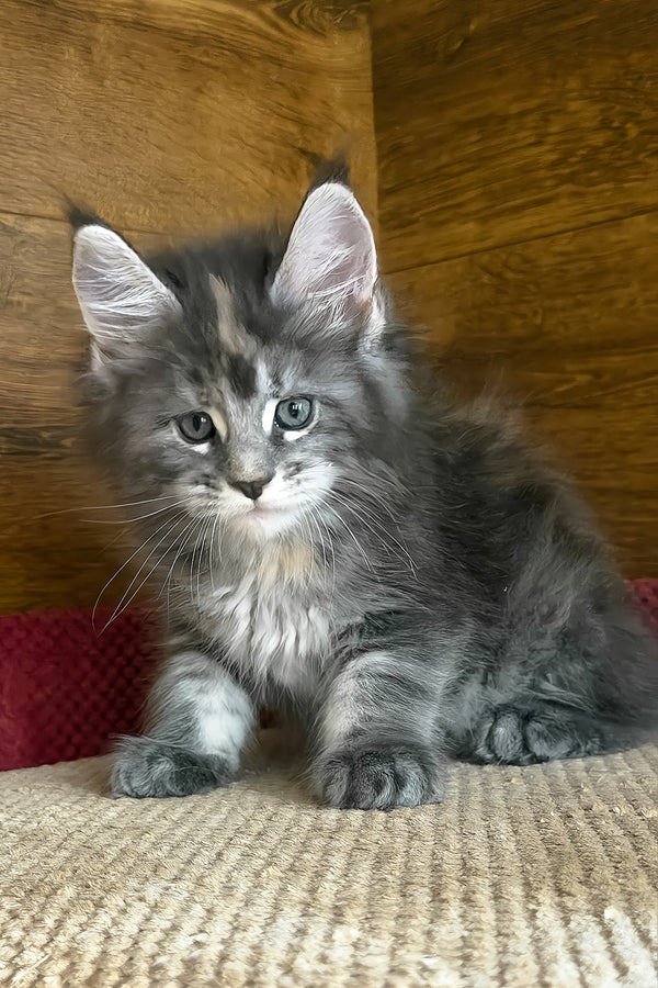 Assol | Maine Coon Kitten