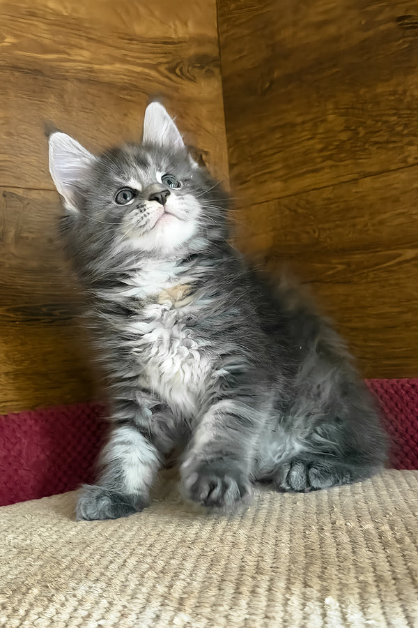 Assol | Maine Coon Kitten