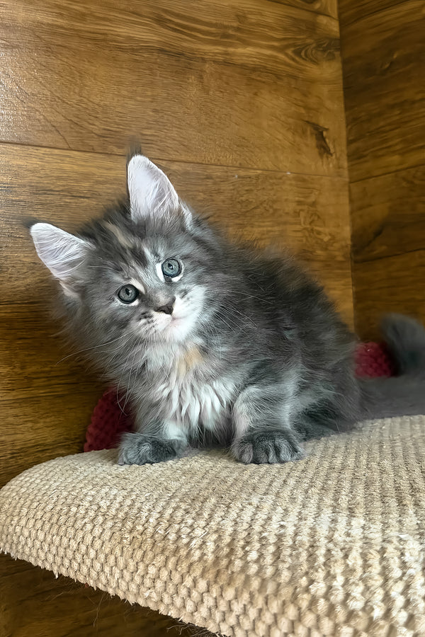 Assol | Maine Coon Kitten