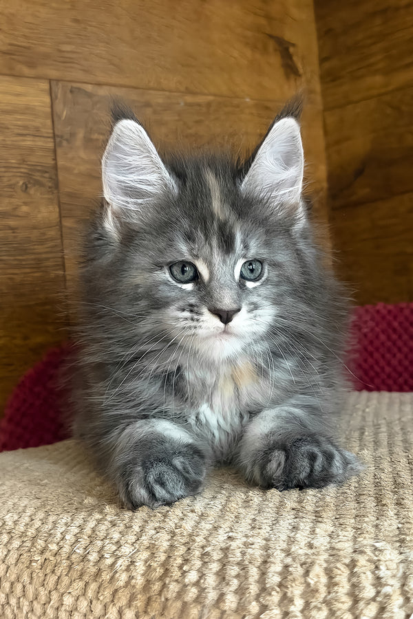 Assol | Maine Coon Kitten
