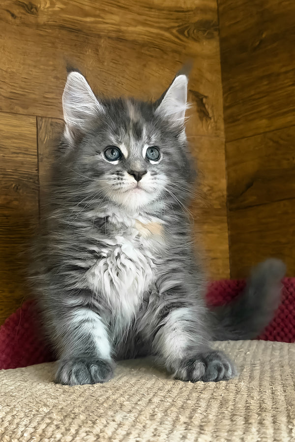 Assol | Maine Coon Kitten