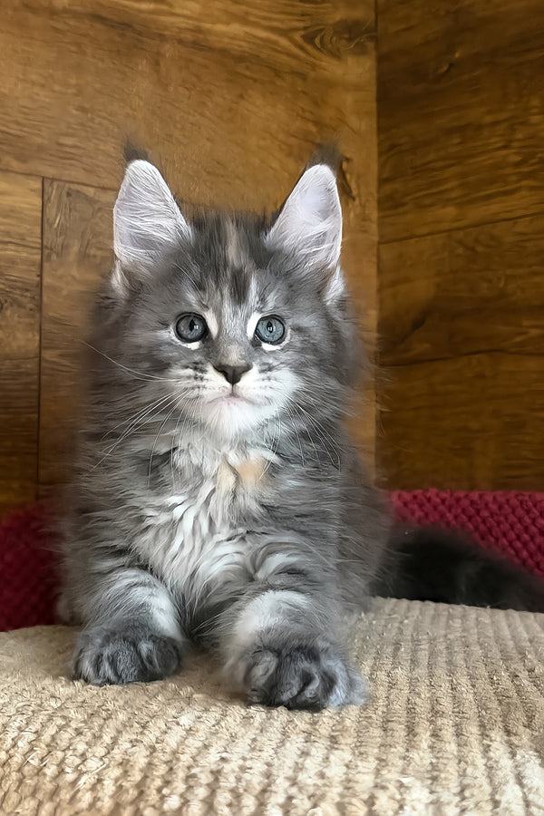 Assol | Maine Coon Kitten