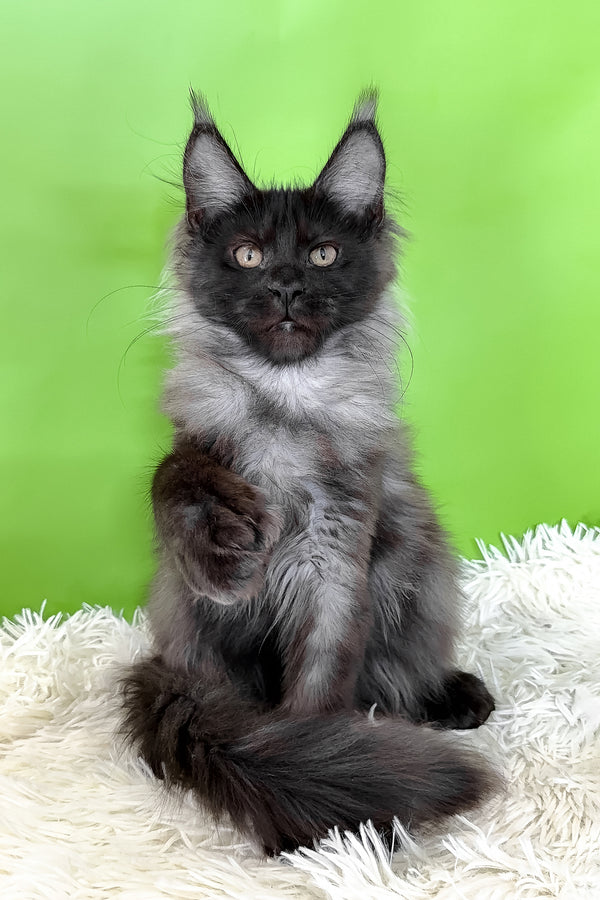 Asya | Polydactyl Maine Coon Kitten