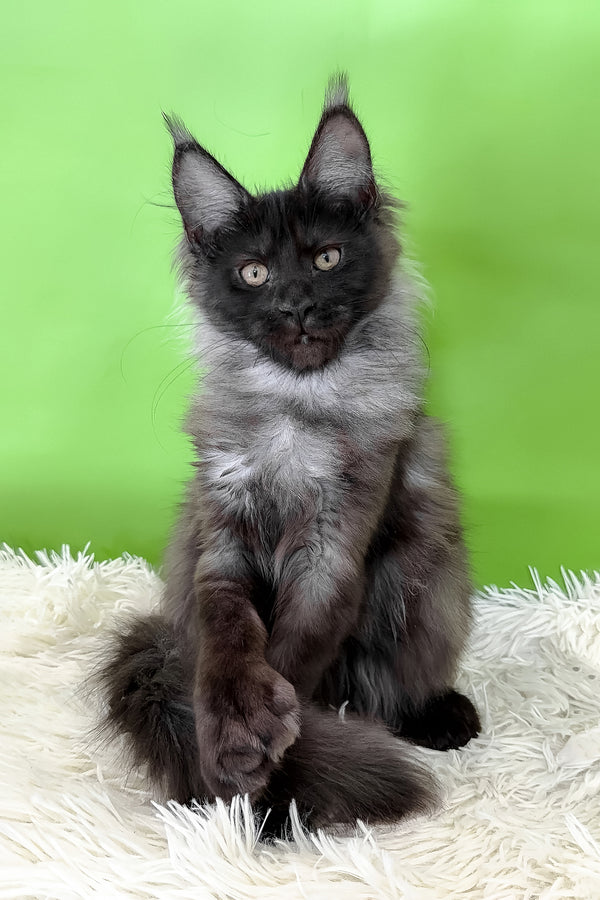 Asya | Polydactyl Maine Coon Kitten
