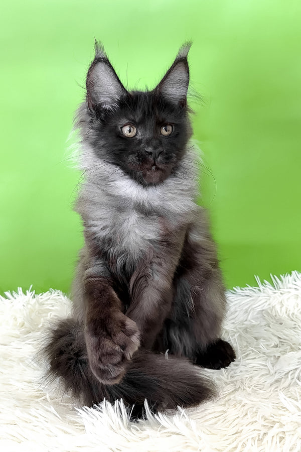 Asya | Polydactyl Maine Coon Kitten
