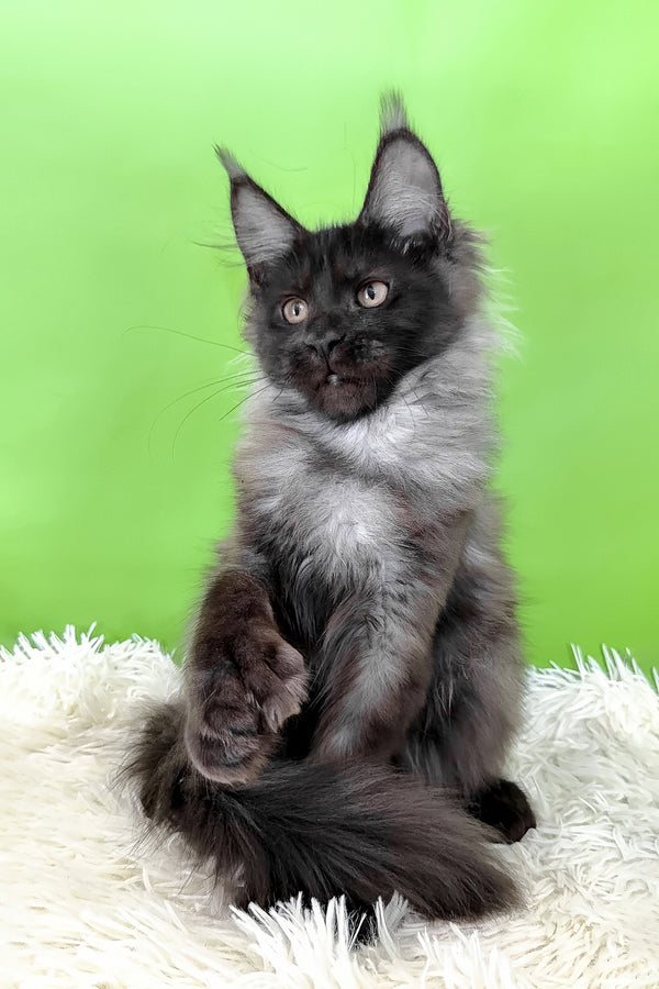 Asya | Polydactyl Maine Coon Kitten