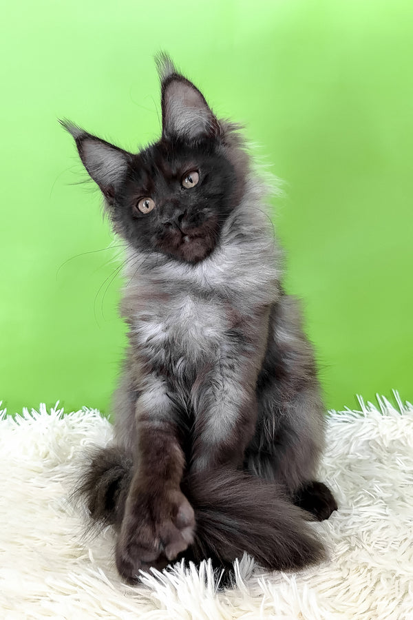 Asya | Polydactyl Maine Coon Kitten
