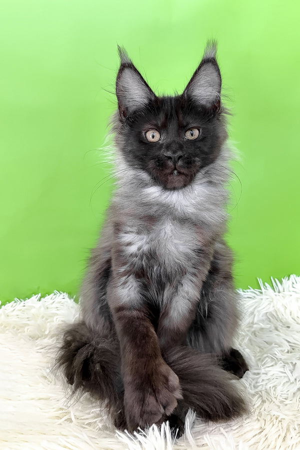 Asya | Polydactyl Maine Coon Kitten