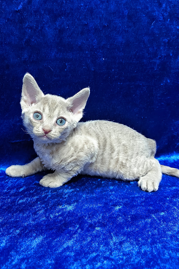 Athos | Devon Rex Kitten