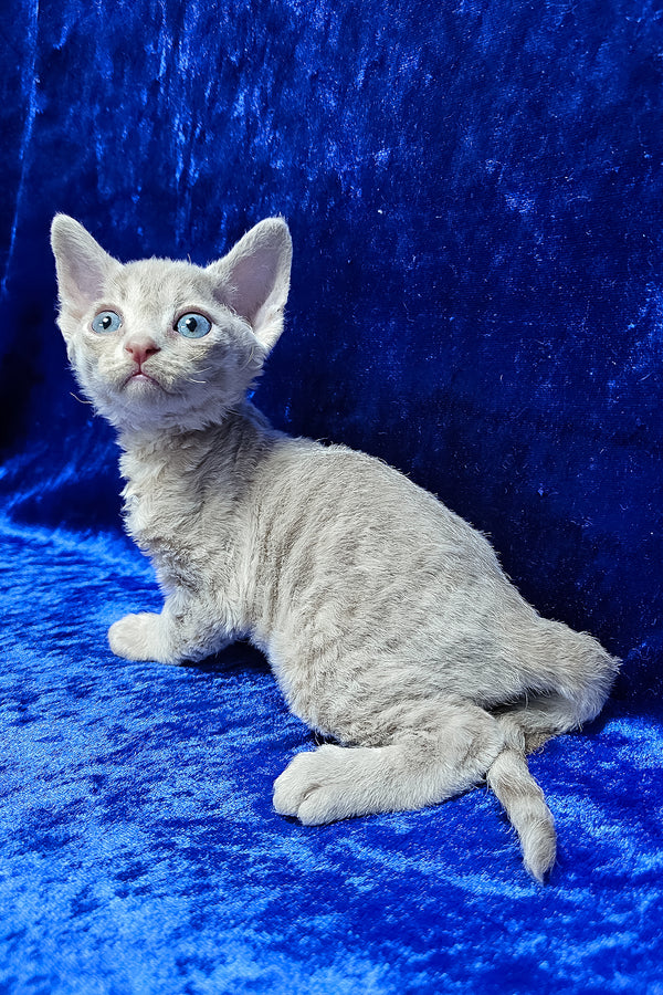 Athos | Devon Rex Kitten