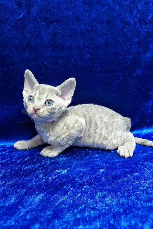 Athos | Devon Rex Kitten