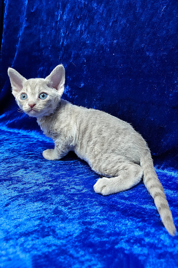 Athos | Devon Rex Kitten