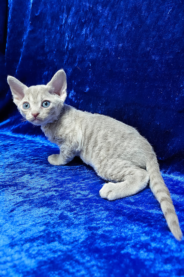 Athos | Devon Rex Kitten