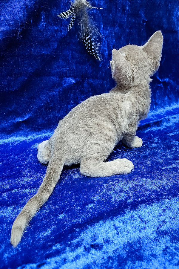 Athos | Devon Rex Kitten