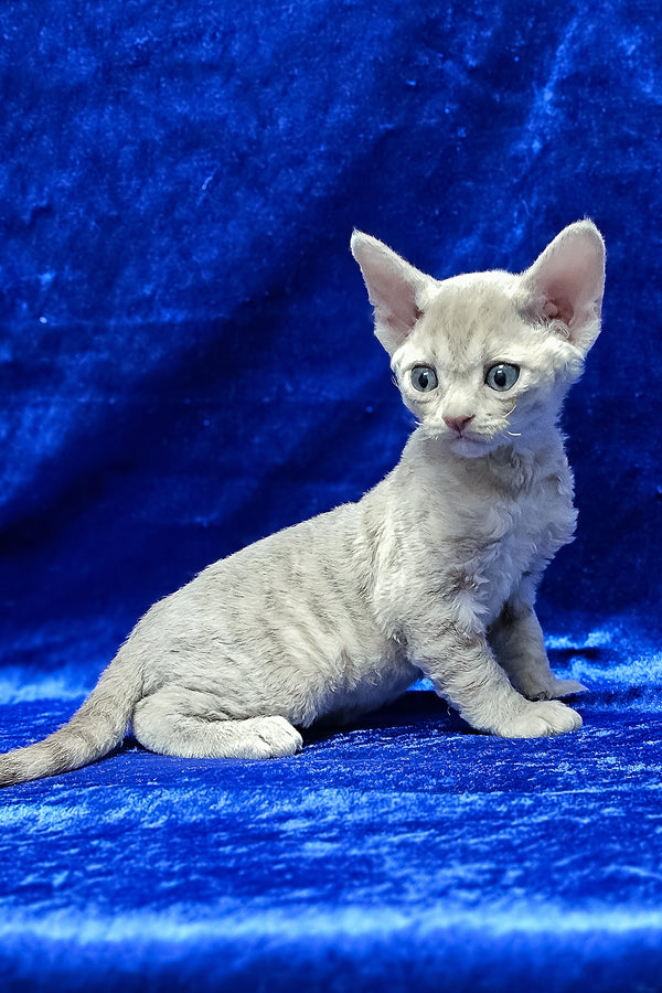Athos | Devon Rex Kitten