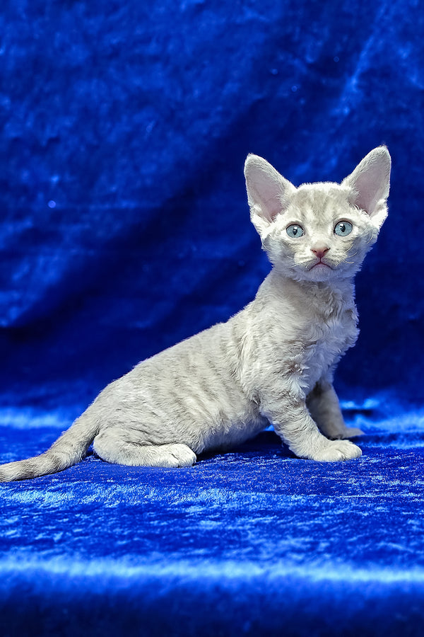 Athos | Devon Rex Kitten