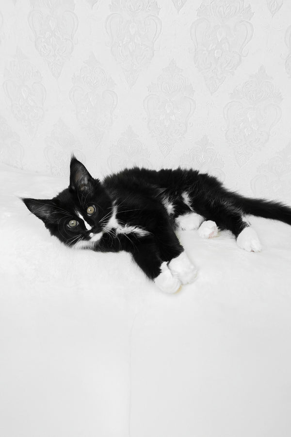 August | Maine Coon Kitten