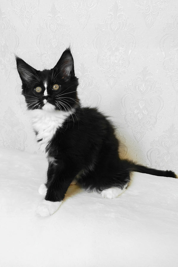 August | Maine Coon Kitten