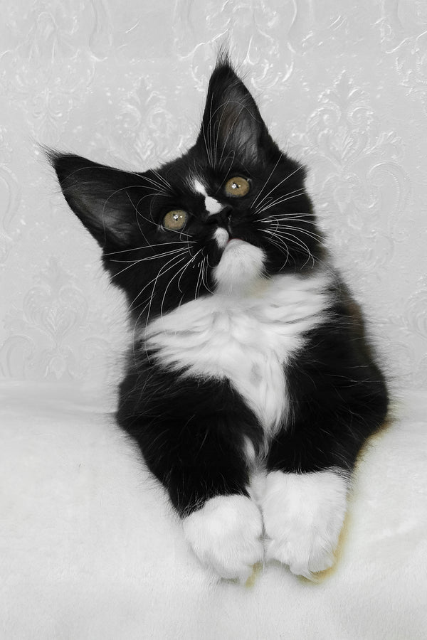 August | Maine Coon Kitten