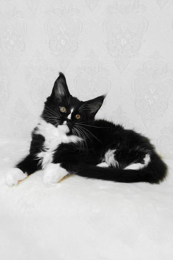 August | Maine Coon Kitten