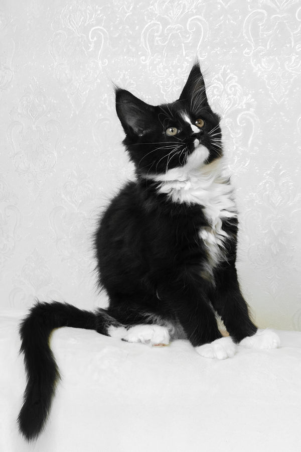 August | Maine Coon Kitten