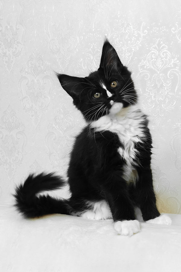 August | Maine Coon Kitten