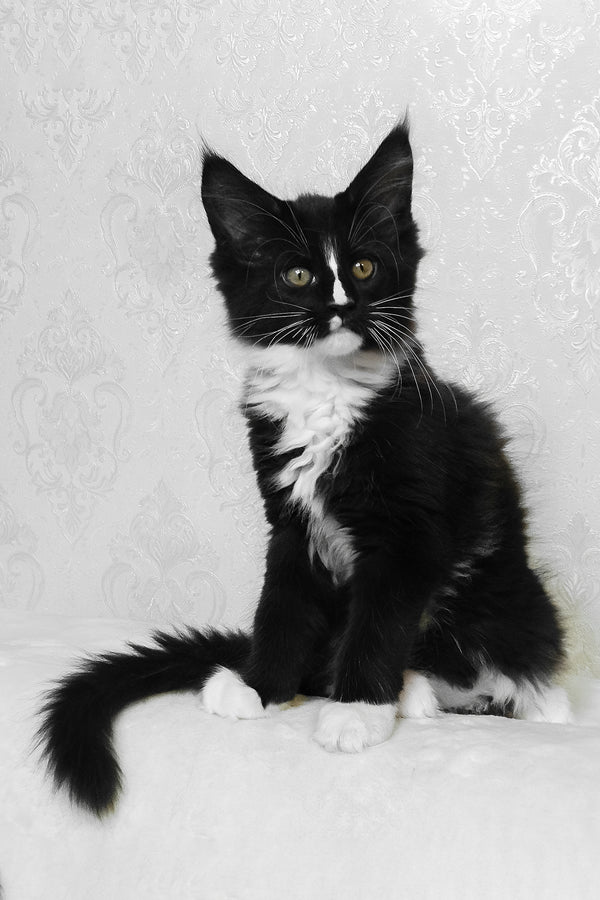August | Maine Coon Kitten