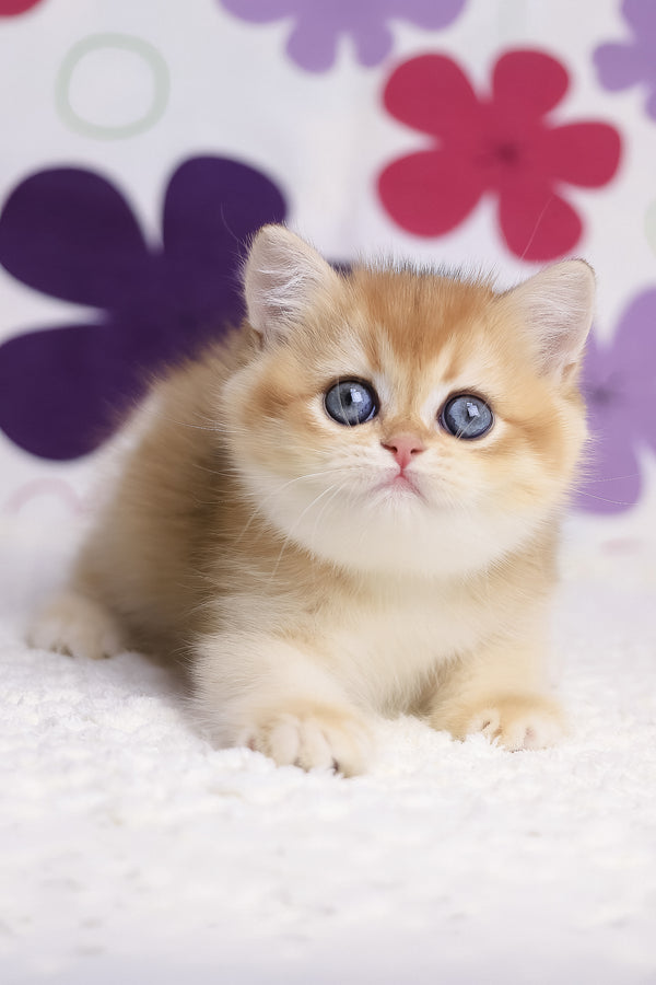 Aurora | British Shorthair Kitten