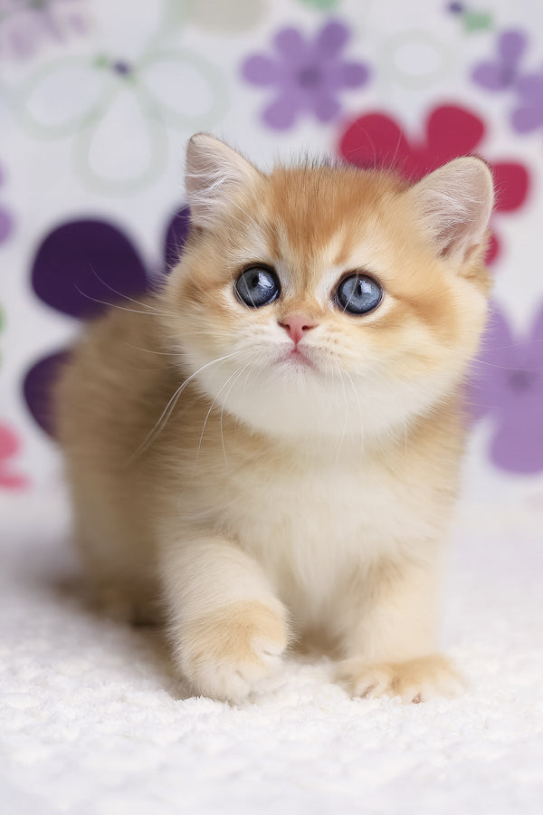 Aurora | British Shorthair Kitten