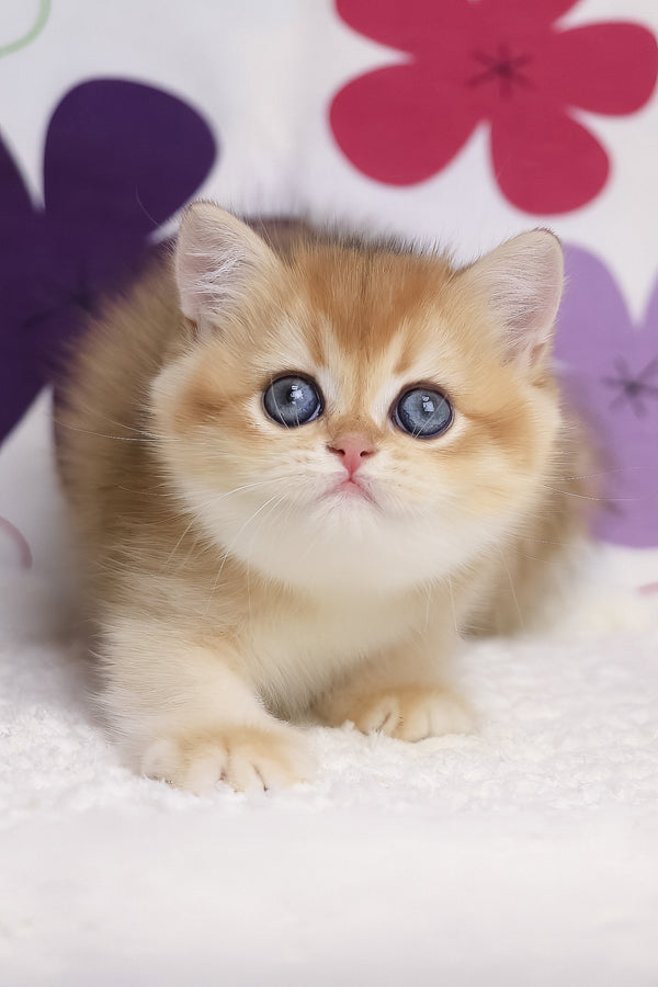 Aurora | British Shorthair Kitten