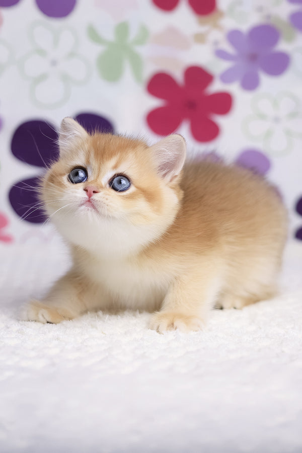 Aurora | British Shorthair Kitten