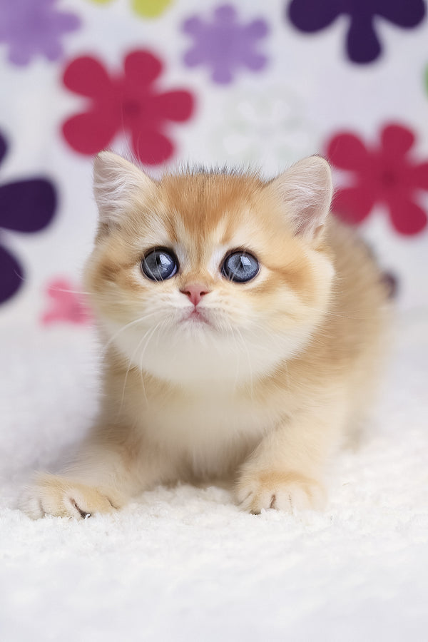 Aurora | British Shorthair Kitten