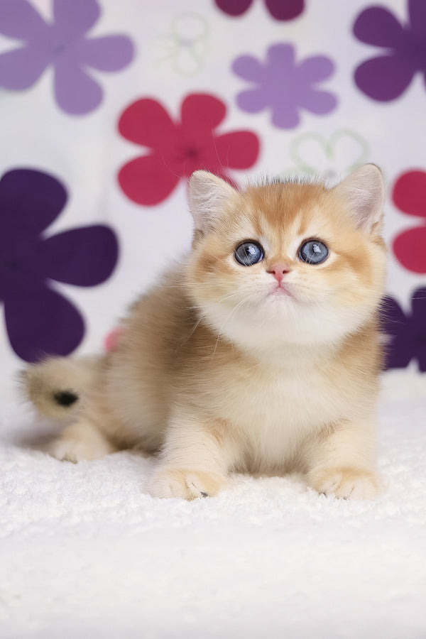 Aurora | British Shorthair Kitten