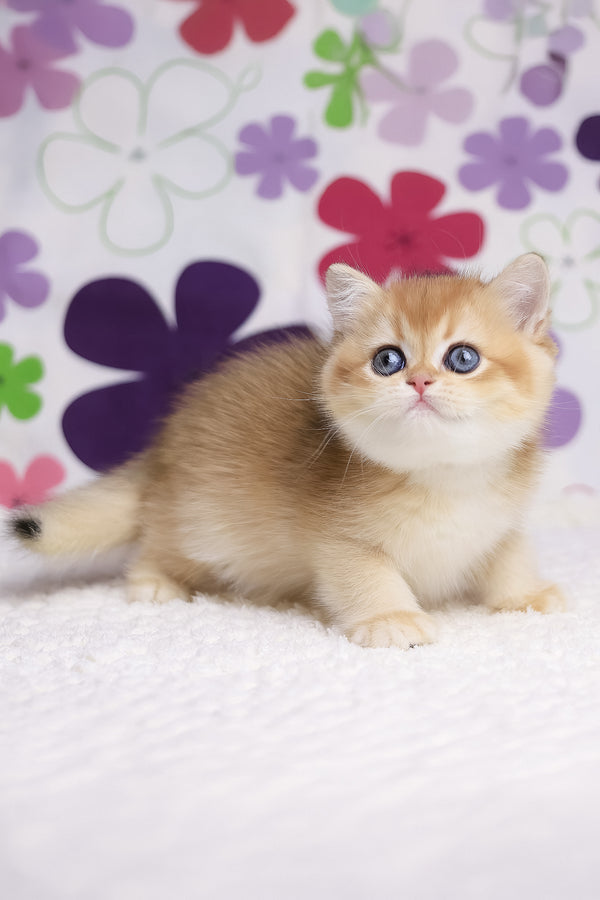 Aurora | British Shorthair Kitten