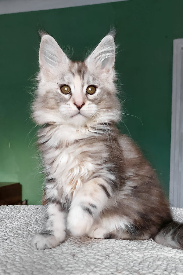 Aurora | Maine Coon Kitten