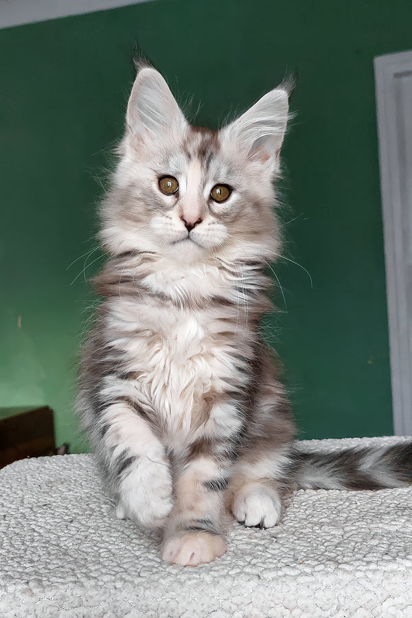 Aurora | Maine Coon Kitten