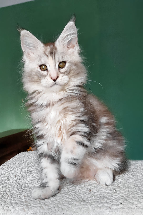 Aurora | Maine Coon Kitten