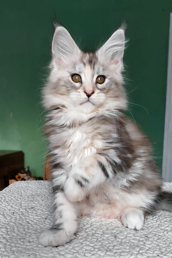 Aurora | Maine Coon Kitten