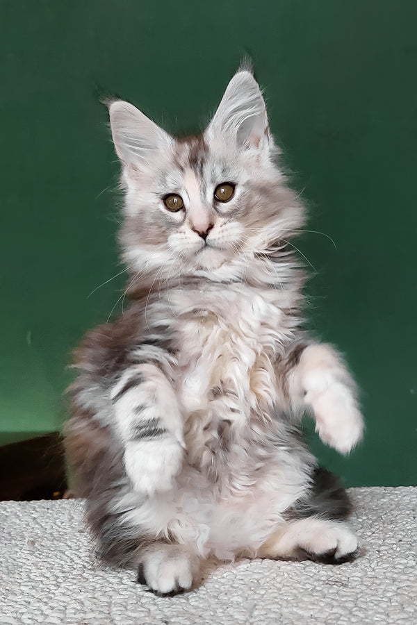 Aurora | Maine Coon Kitten
