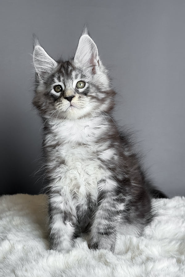 Axel | Maine Coon Kitten