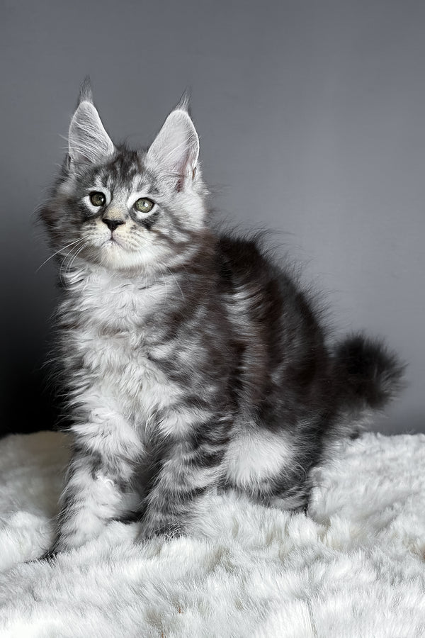Axel | Maine Coon Kitten