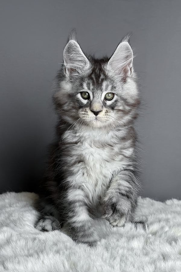 Axel | Maine Coon Kitten
