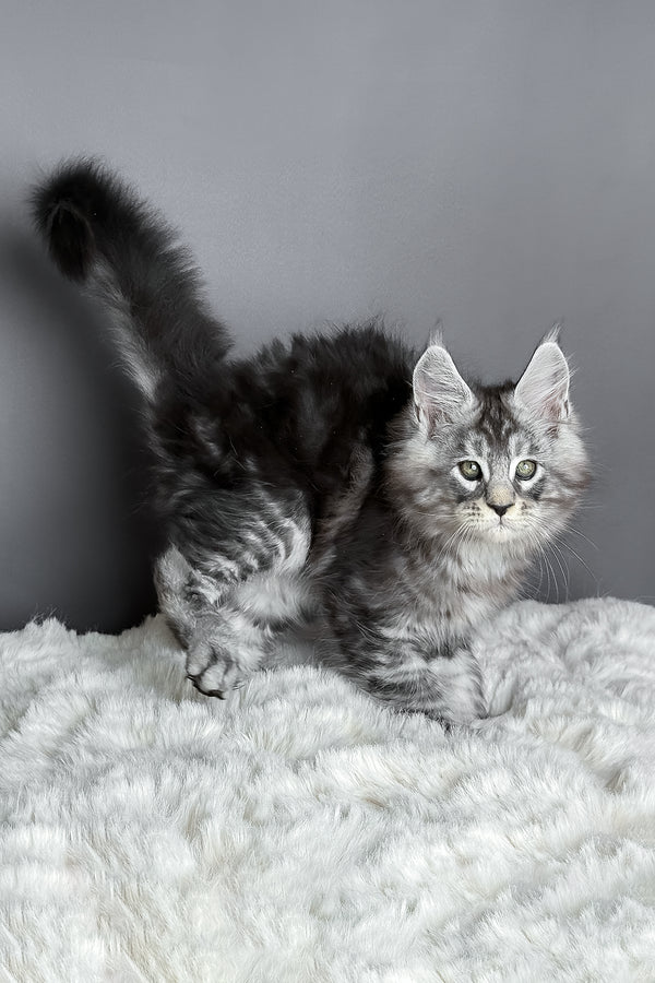 Axel | Maine Coon Kitten