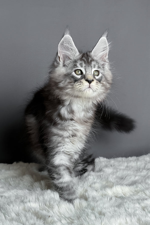 Axel | Maine Coon Kitten