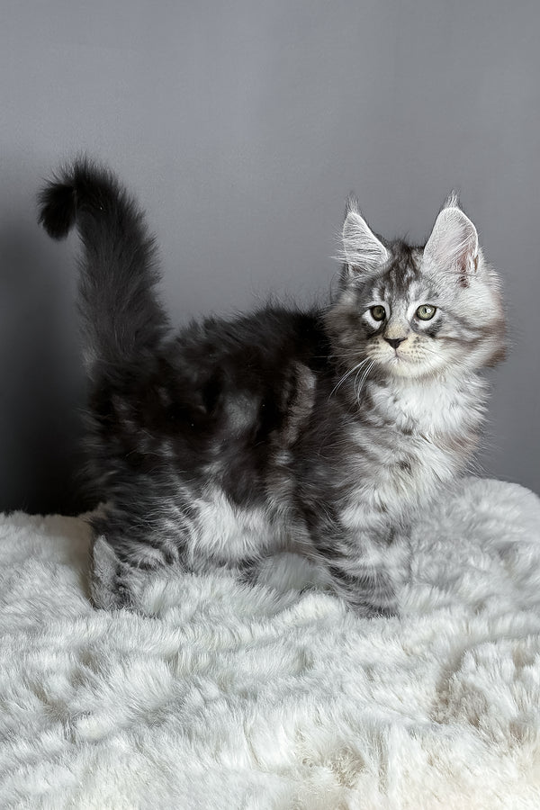Axel | Maine Coon Kitten