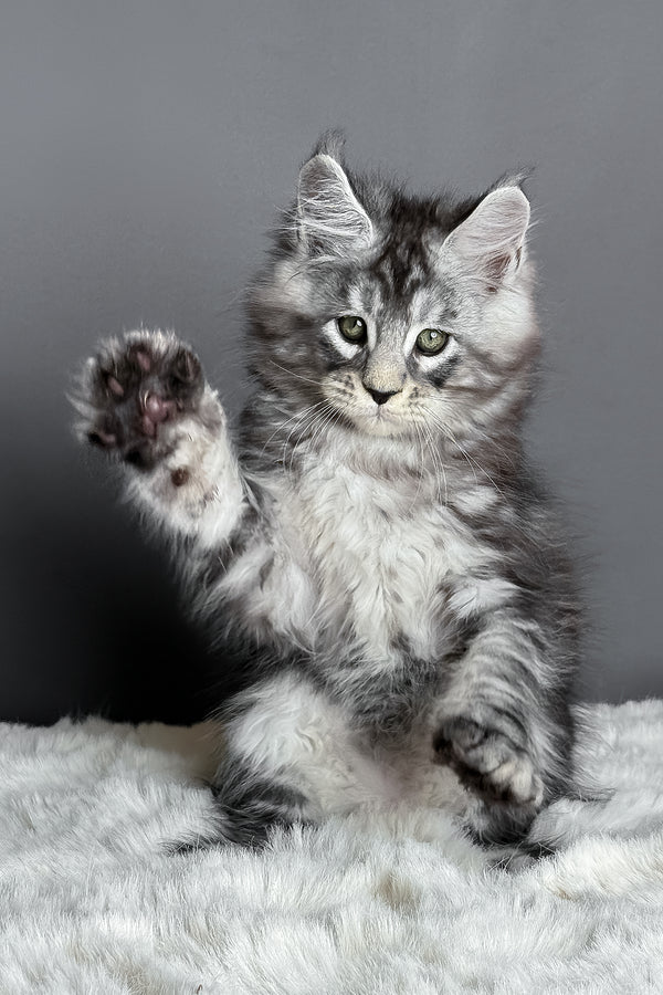 Axel | Maine Coon Kitten